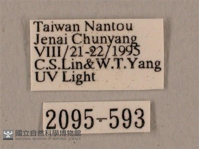 廣東鷹翅天蛾藏品圖，第3張