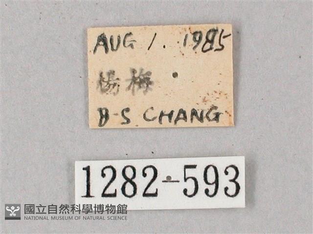 單斜紋天蛾藏品圖，第3張