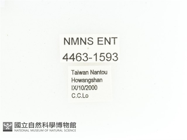 艷金龜藏品圖，第2張