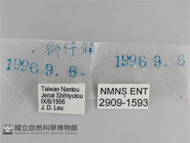 森林暮眼蝶、黑樹蔭蝶藏品圖，第3張