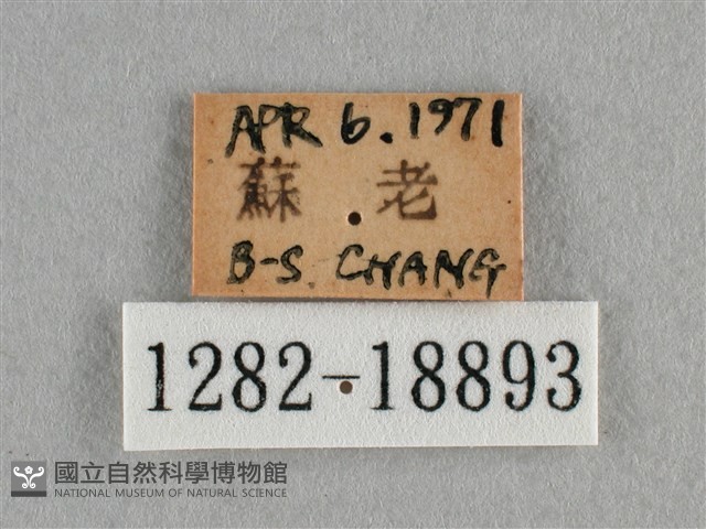 散紋盛蛺蝶藏品圖，第3張