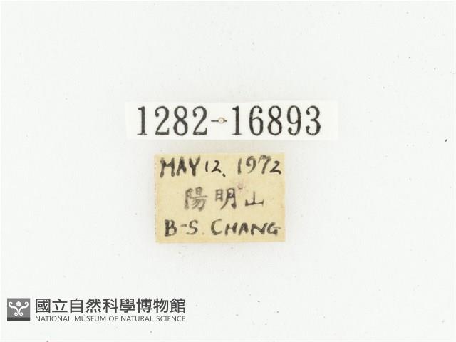 橫斑黑花金龜藏品圖，第2張