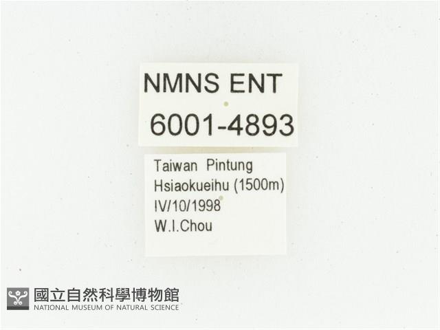 黑斑陷紋金龜藏品圖，第2張