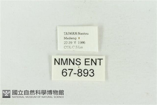 連珠波紋蛾藏品圖，第3張