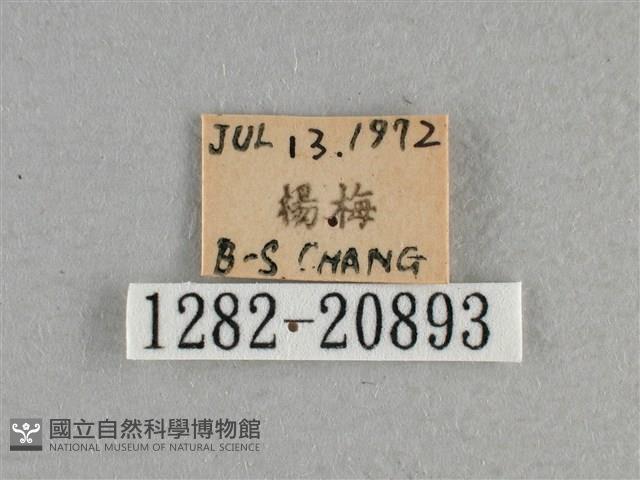 小稻弄蝶藏品圖，第3張