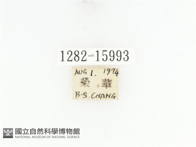 藍艷白點花金龜藏品圖，第2張