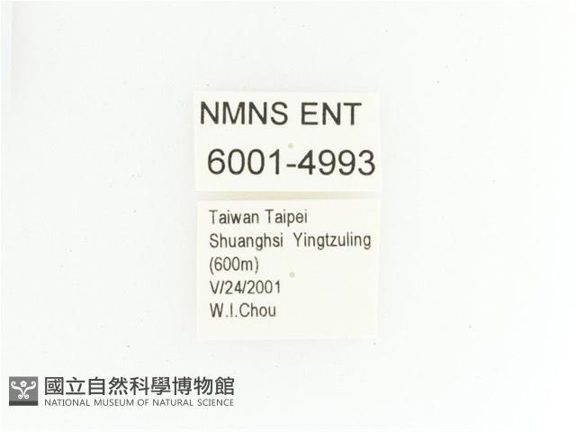 綠艷金龜藏品圖，第2張