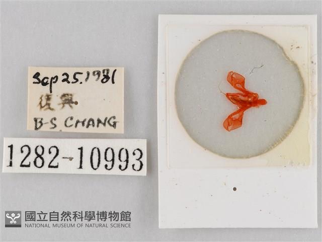 斜紋夜盜蛾藏品圖，第3張