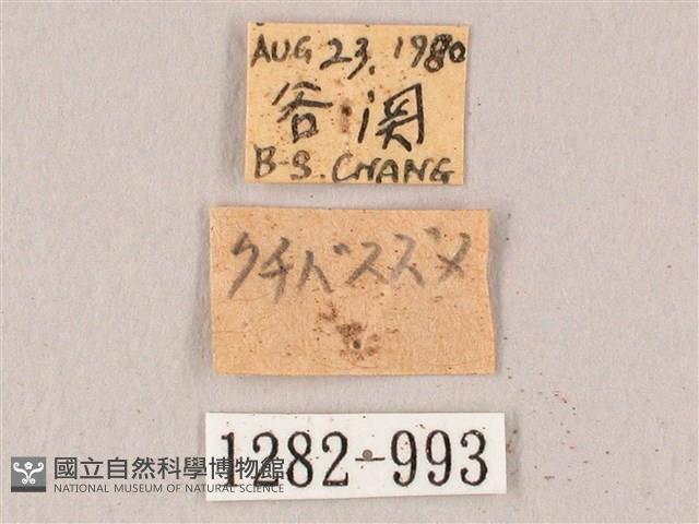 栗六點天蛾藏品圖，第3張