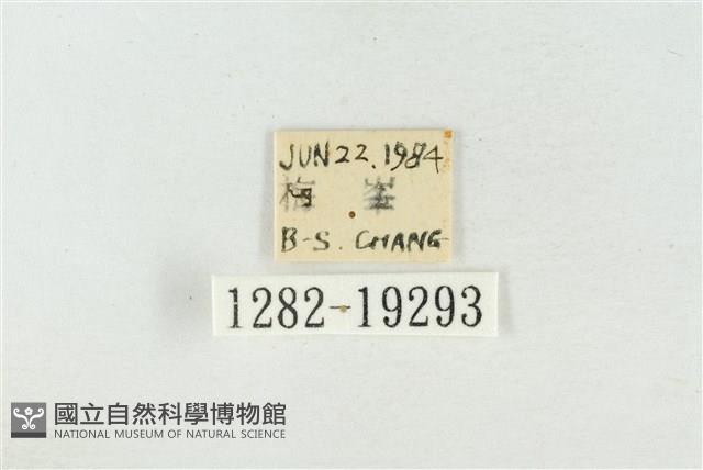 印華波紋蛾藏品圖，第3張