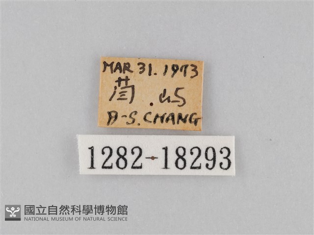 豆環蛺蝶藏品圖，第3張