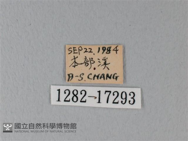 異粉蝶、雌白黃蝶藏品圖，第3張