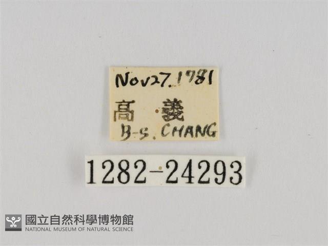 線紋篩蛾藏品圖，第3張