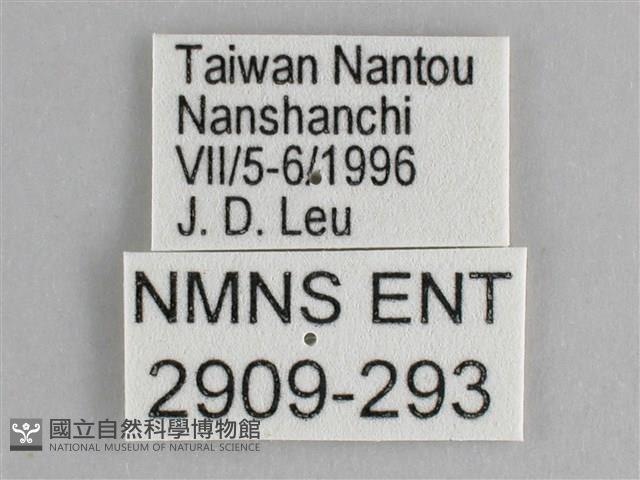 鋸粉蝶藏品圖，第3張