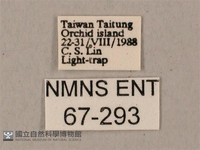 姬缺角天蛾藏品圖，第3張