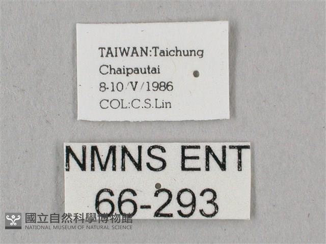 直翅六點天蛾藏品圖，第3張