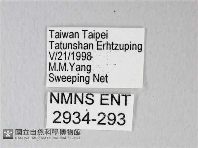 細邊琉灰蝶藏品圖，第3張