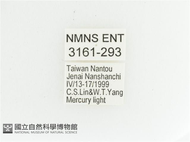 艷金龜藏品圖，第2張