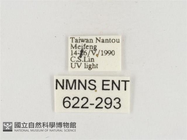 小白紋毒蛾藏品圖，第3張