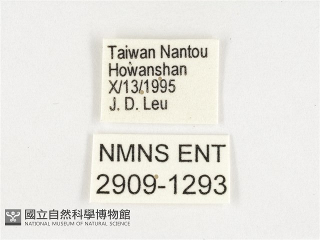 玉帶黛眼蝶藏品圖，第3張