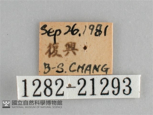 藍紋鋸眼蝶藏品圖，第3張