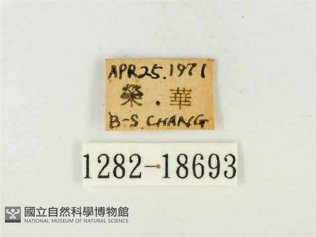玳灰蝶藏品圖，第3張