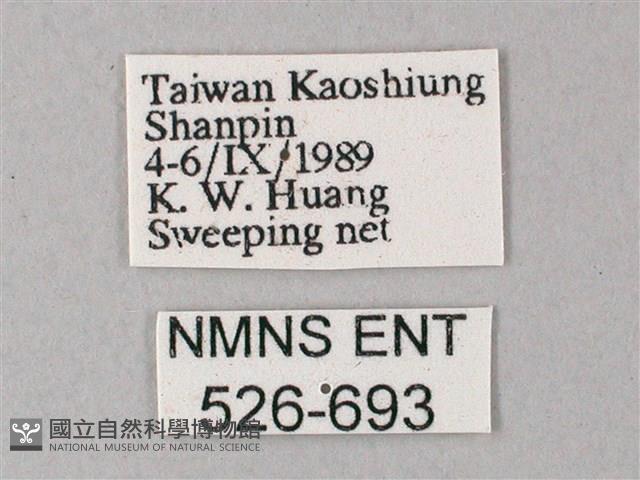 細斜紋霜天蛾藏品圖，第3張