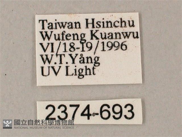 綠背斜紋天蛾藏品圖，第3張