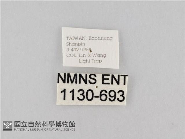 斜紋夜盜蛾藏品圖，第3張