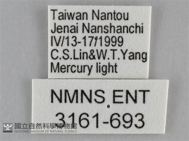 細波遷粉蝶藏品圖，第3張