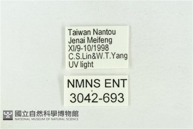 印華波紋蛾藏品圖，第3張