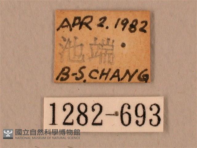 臺灣鷹翅天蛾藏品圖，第3張