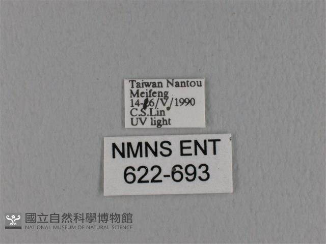 隱波紋枯葉蛾藏品圖，第3張