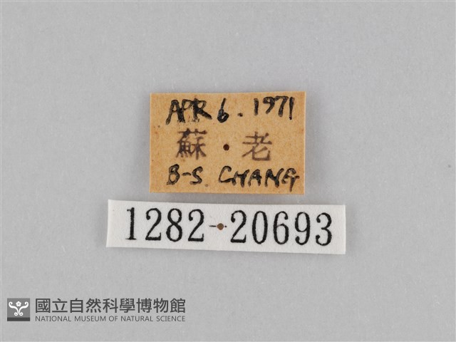 褐翅蔭眼蝶藏品圖，第3張