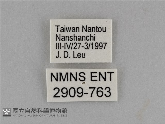 臺灣絹蛺蝶藏品圖，第3張