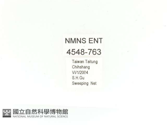 金艷騷金龜藏品圖，第2張
