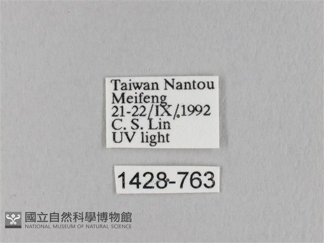 褐斜帶枯葉蛾藏品圖，第3張