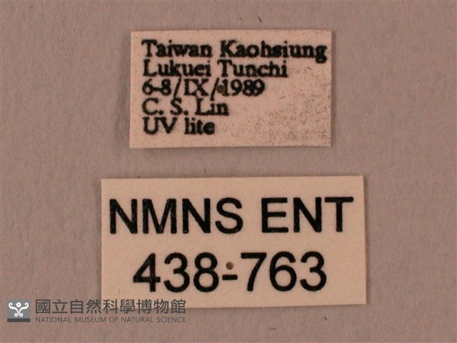 暗綠白腰天蛾藏品圖，第3張