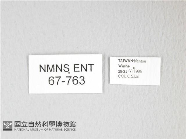 圓翅大鉤蛾藏品圖，第3張