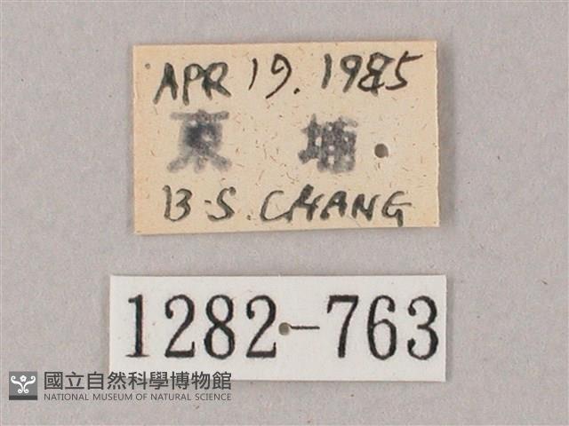 齒翅三線天蛾藏品圖，第3張