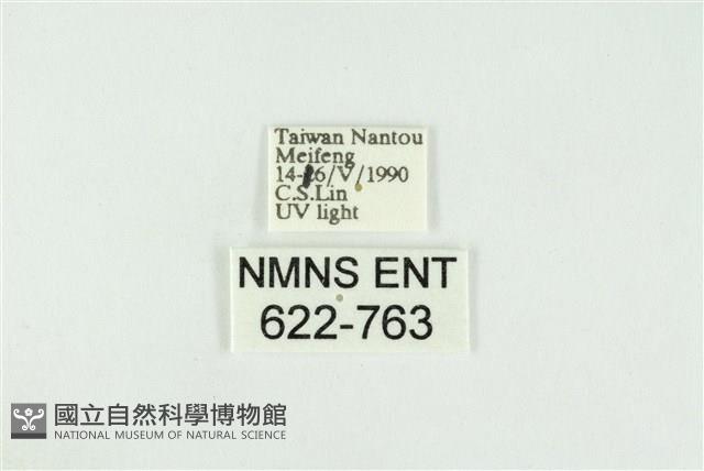 寬紋黃毒蛾藏品圖，第3張