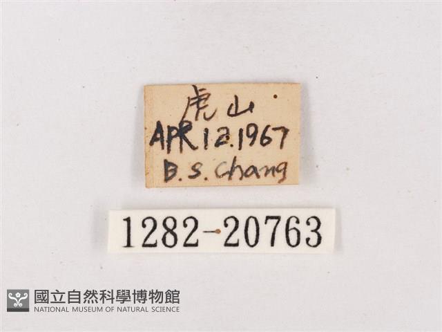 嫵琉灰蝶藏品圖，第3張