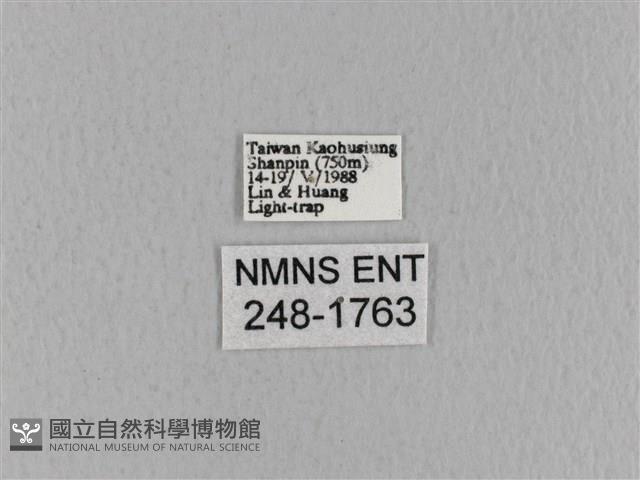 青枯葉蛾藏品圖，第3張