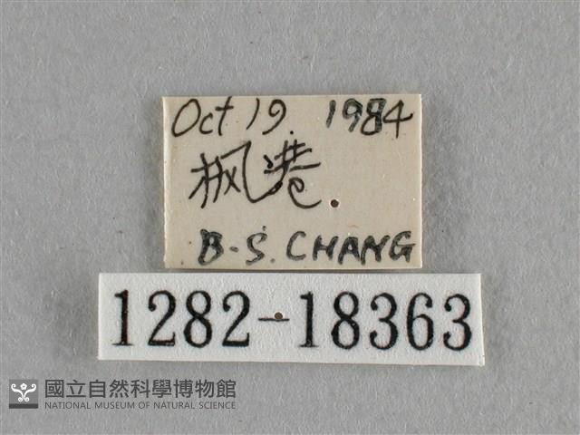 異色尖粉蝶藏品圖，第3張