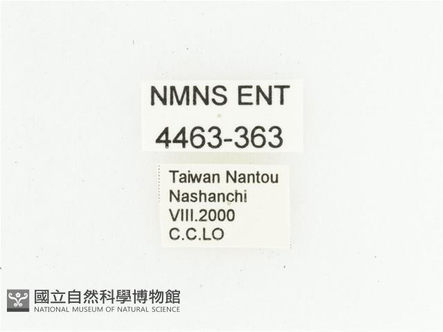 臺灣小綠花金龜藏品圖，第2張