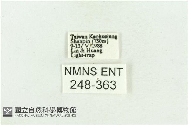 臺灣斑蕊夜蛾藏品圖，第3張