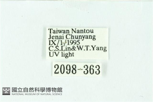 三條橙燈蛾藏品圖，第3張