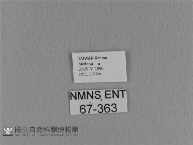 青枯葉蛾藏品圖，第3張