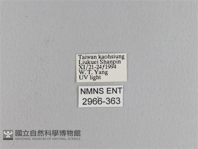 松大毛蟲藏品圖，第3張