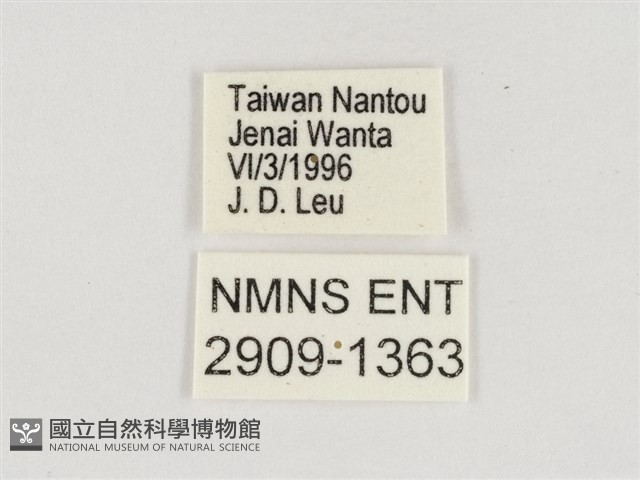 淺色眉眼蝶藏品圖，第3張